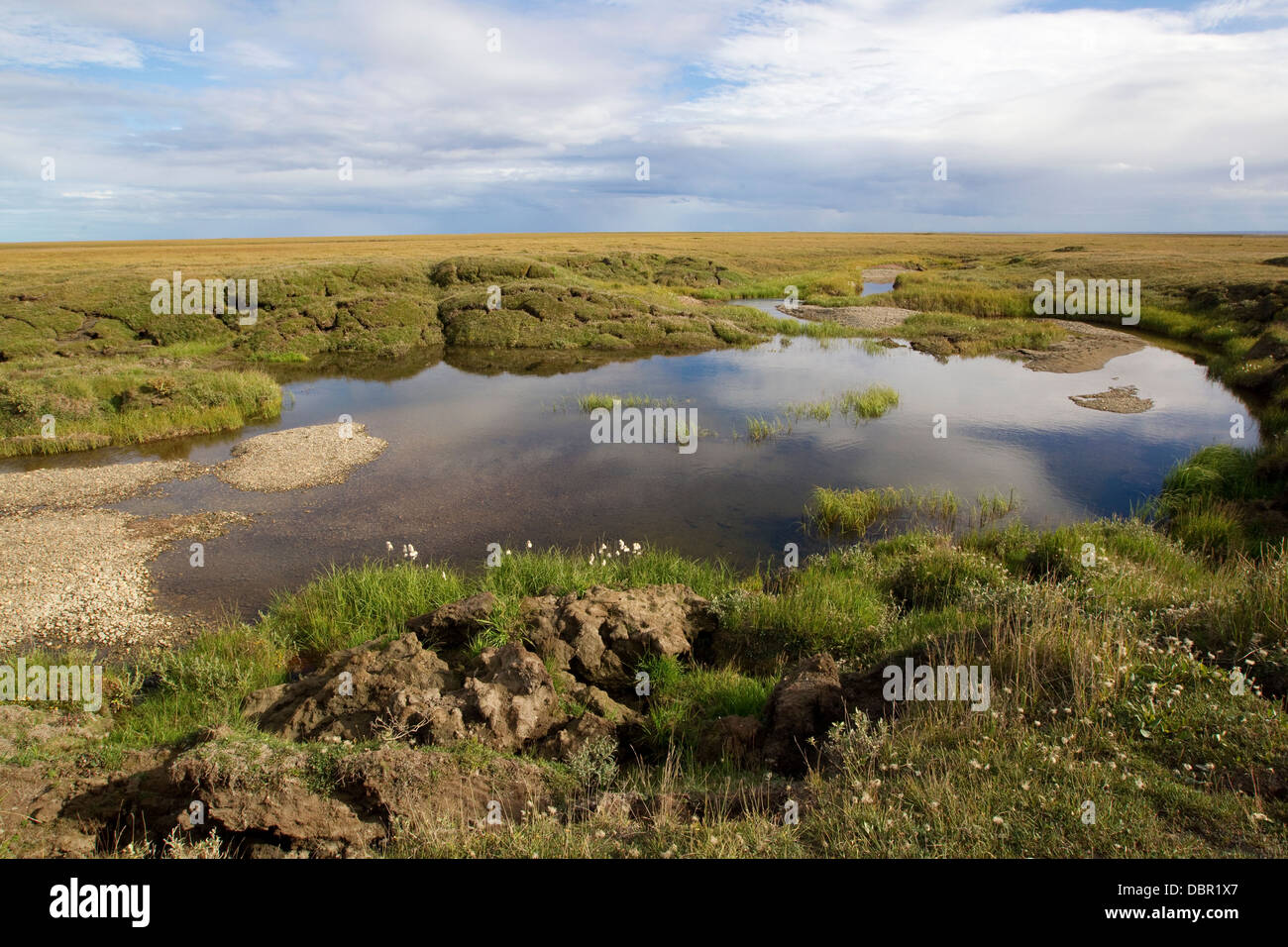 Arctic Alaska tundra, Alaska, tundra hummock, permafrost Stock Photo