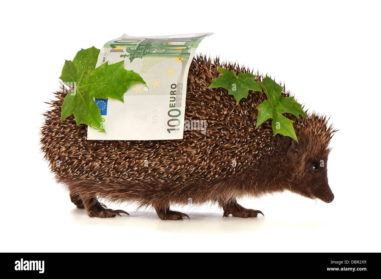 Hedgehog With Euro Profit Stock Photo - Alamy