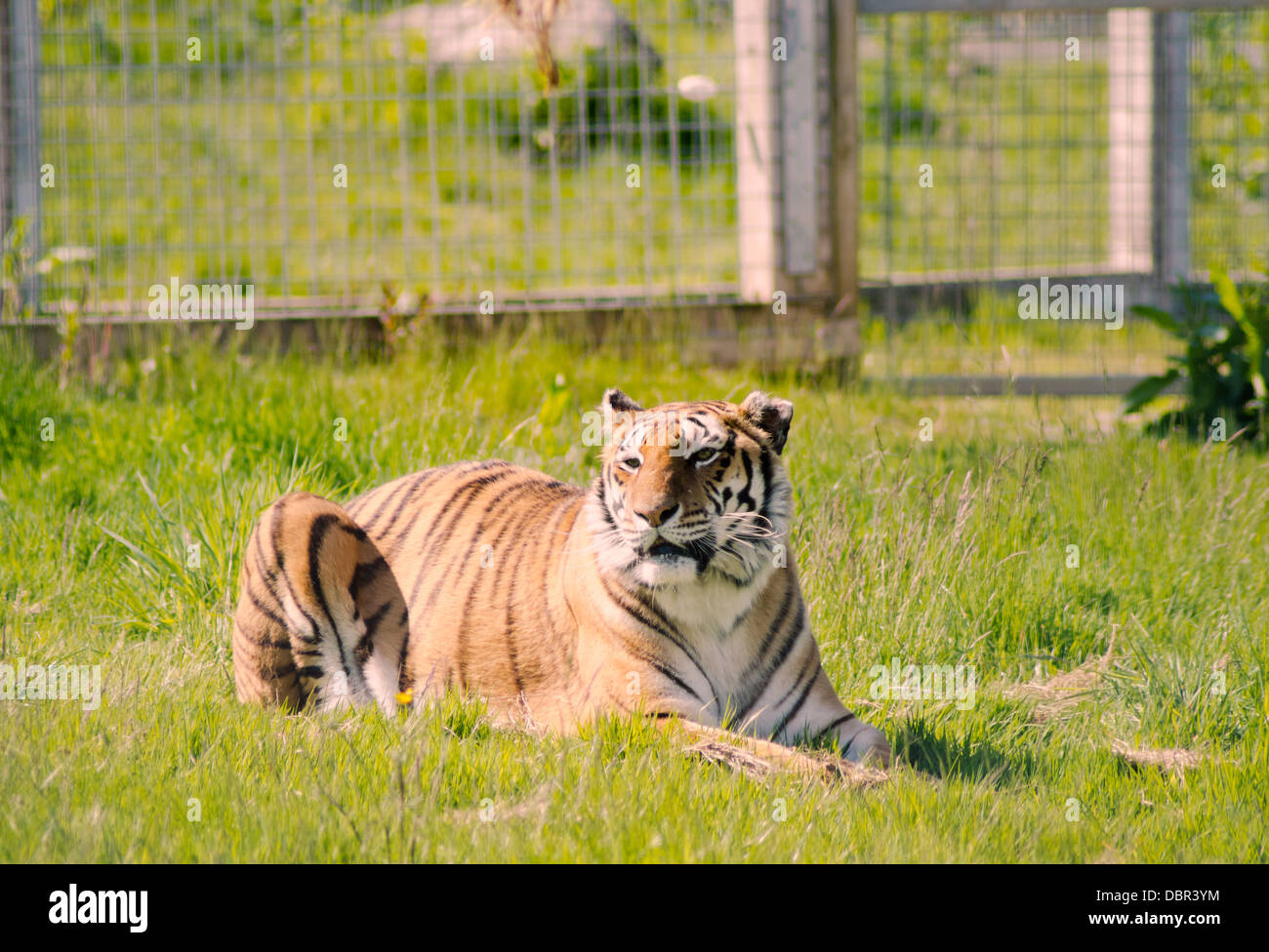 Bengal Tiger at Noah's Ark Farm Zoo, Bristol, UK Stock Photo