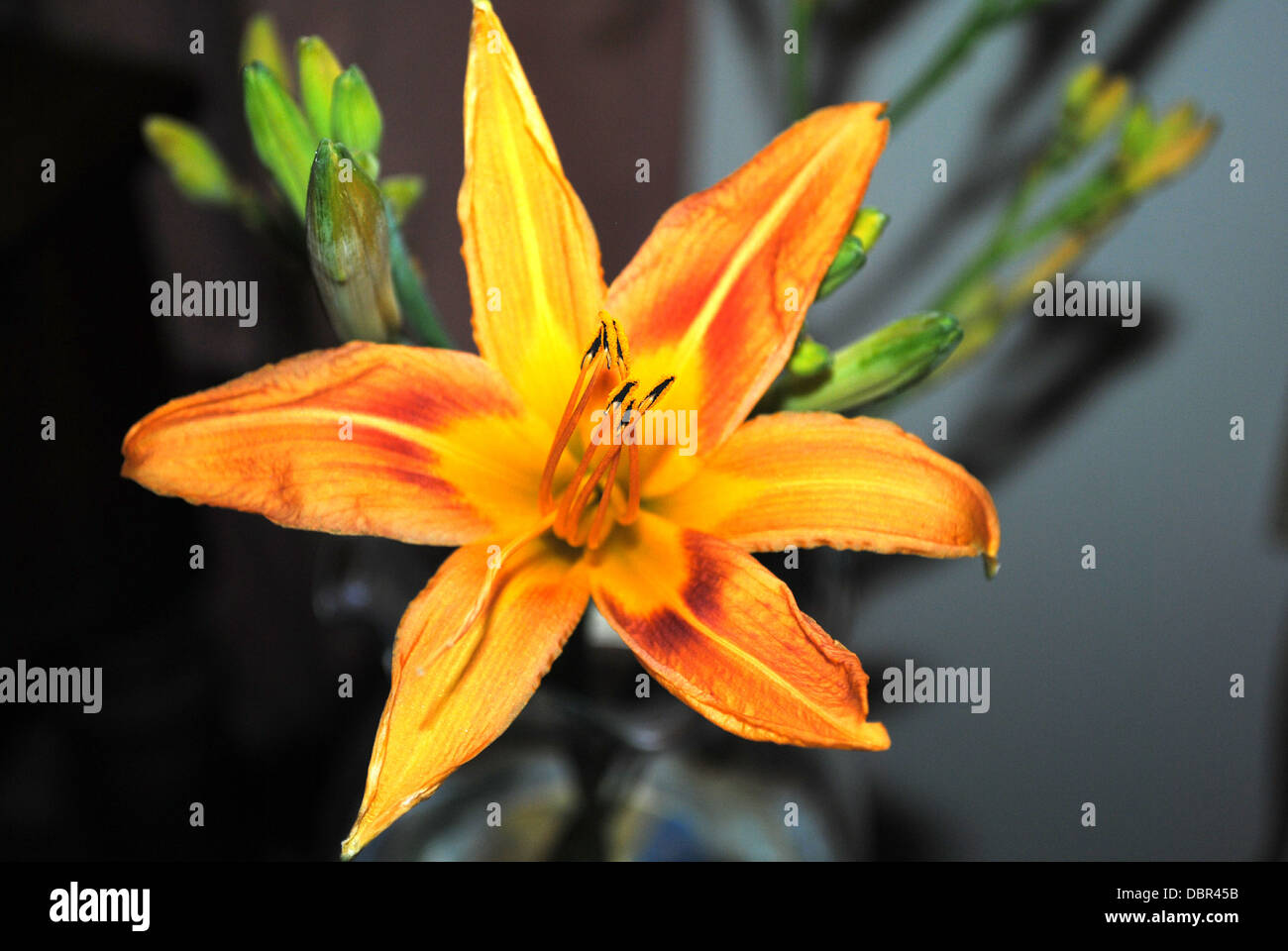 The magnificent Day-Lily,with stamen vividly exposed.. Stock Photo