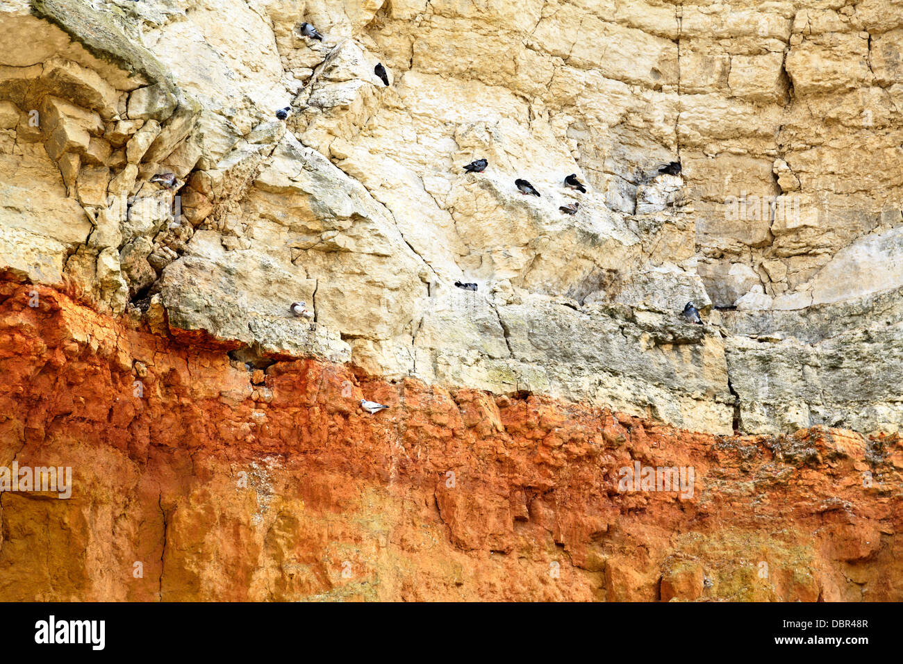 Birds perching on Hunstanton red and white chalk striped cliffs, Norfolk, England Stock Photo
