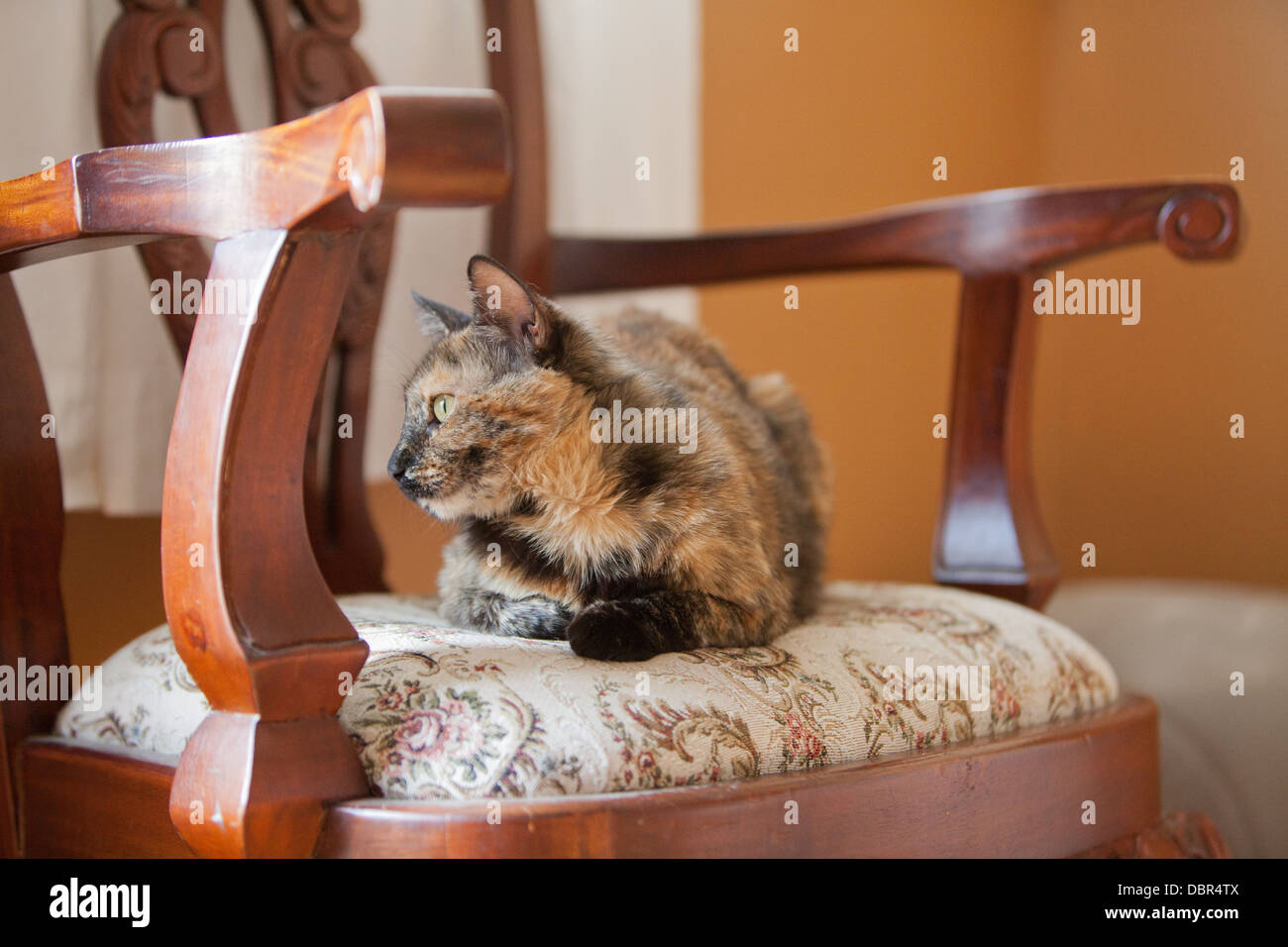 A cat lies on a chair staring out the window Stock Photo - Alamy