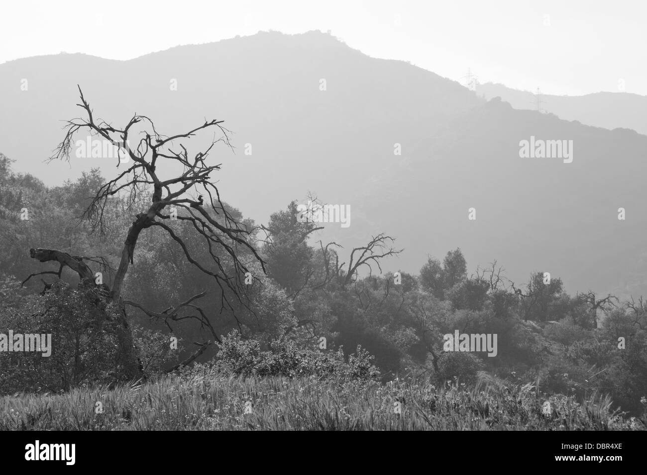 Dead tree against a backdrop of Griffith Park in Los Angeles Stock Photo