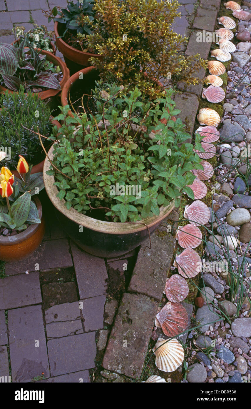 Close-up of mint and tulips in pots with small hebe on path with edging of seashells Stock Photo