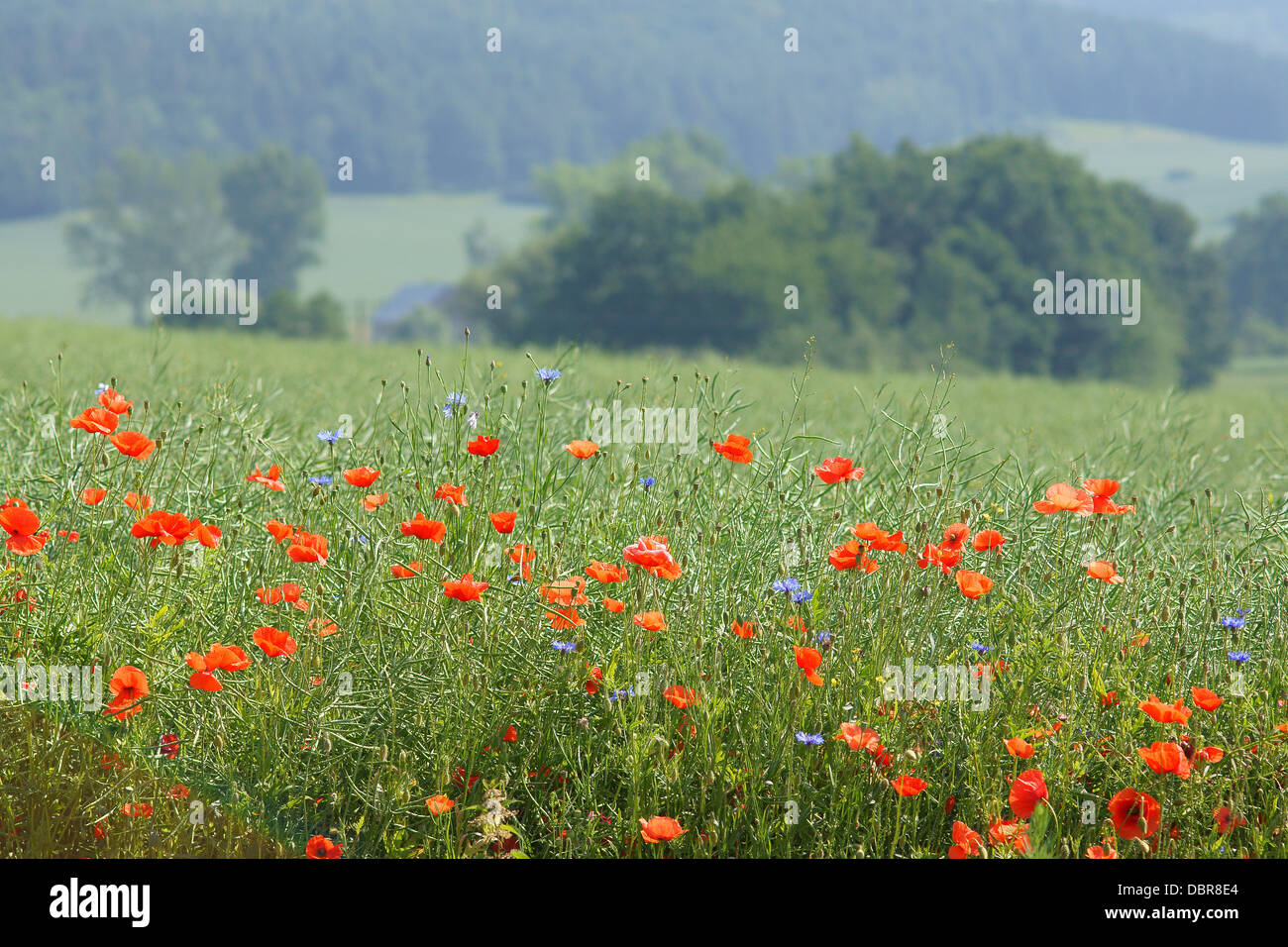 Wild poppies blooming in the field Papaver poppy Stock Photo