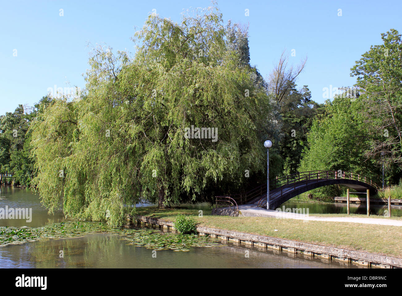 a natural river with its water lilies surrounded by trees and ride a bridge Stock Photo