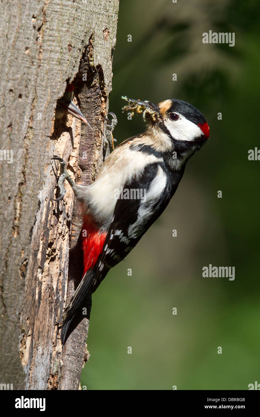 Great Spotted Woodpecker feeding young / Dendrocopos major Stock Photo