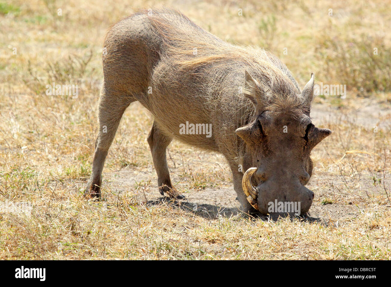 A warthog (Phacochoerus africanus) grazing in Ngorongoro Conservation Area, Tanzania Stock Photo