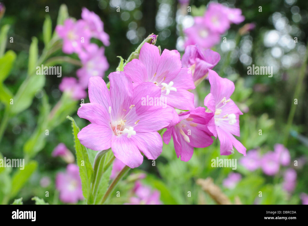Close up of Great Willow herb flowers Epilobium hirsutum Stock Photo