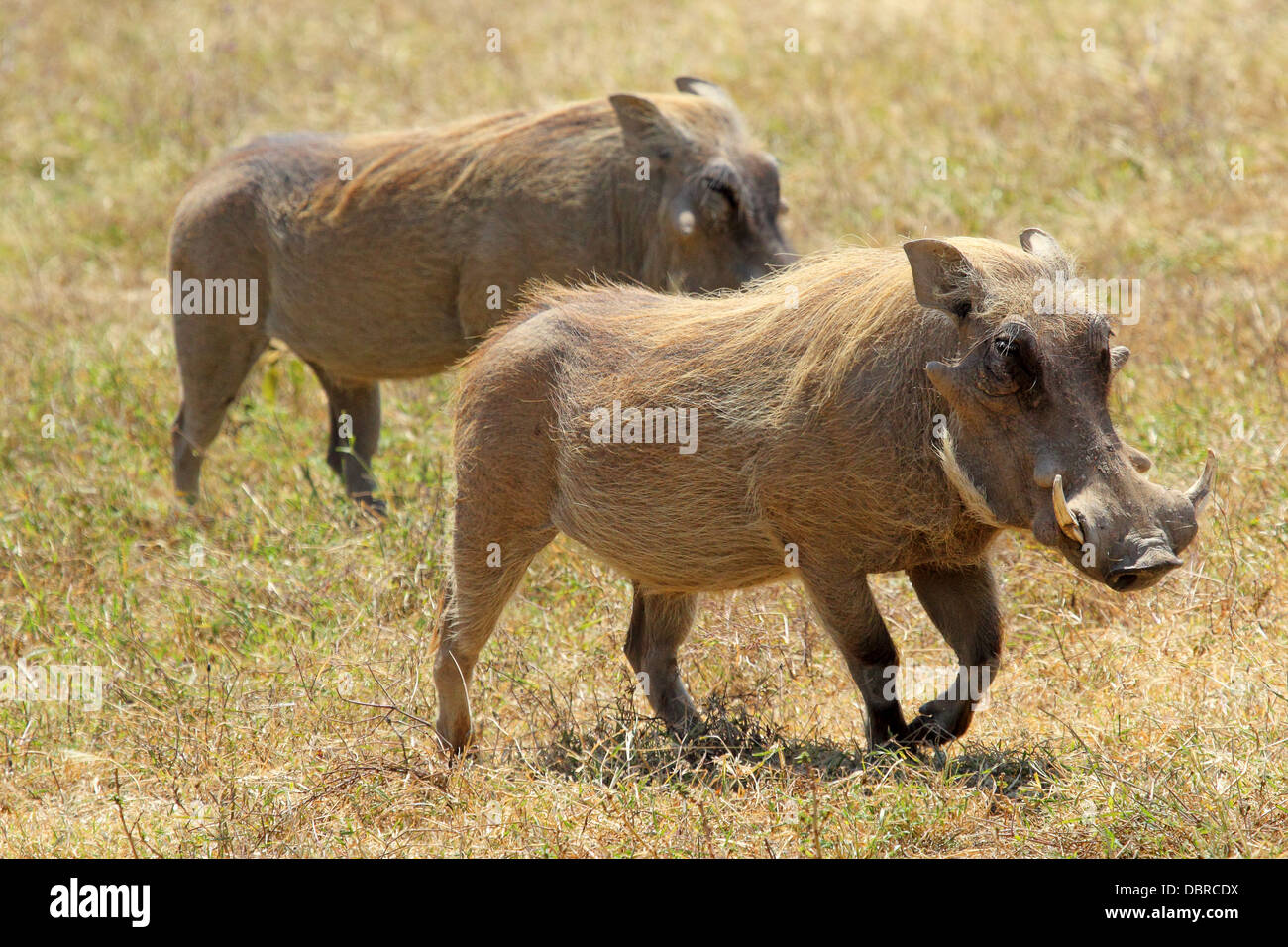 A couple of warthogs (Phacochoerus africanus) in Ngorongoro Conservation Area, Tanzania Stock Photo