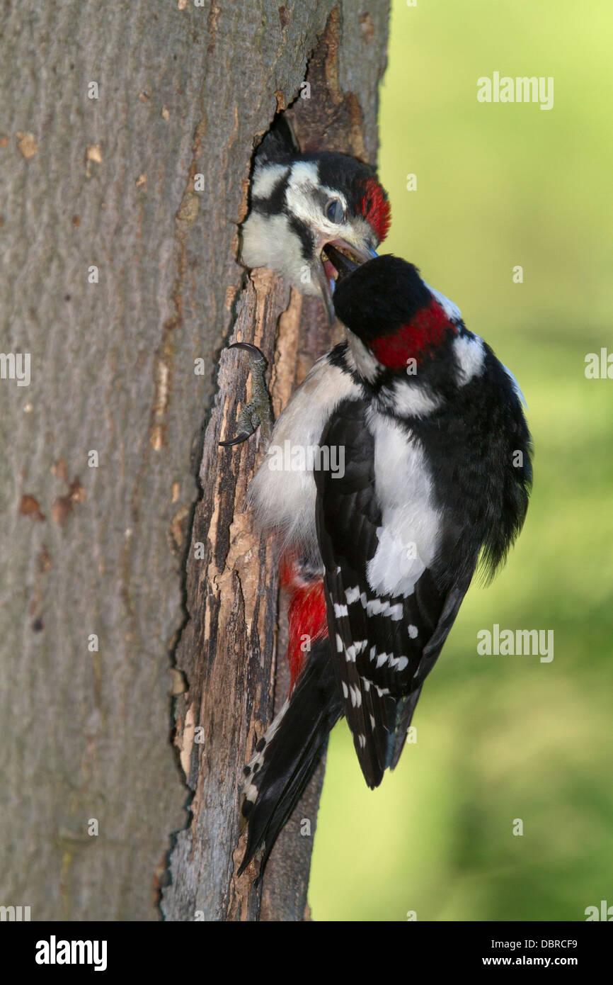 Great Spotted Woodpecker feeding young / Dendrocopos major Stock Photo