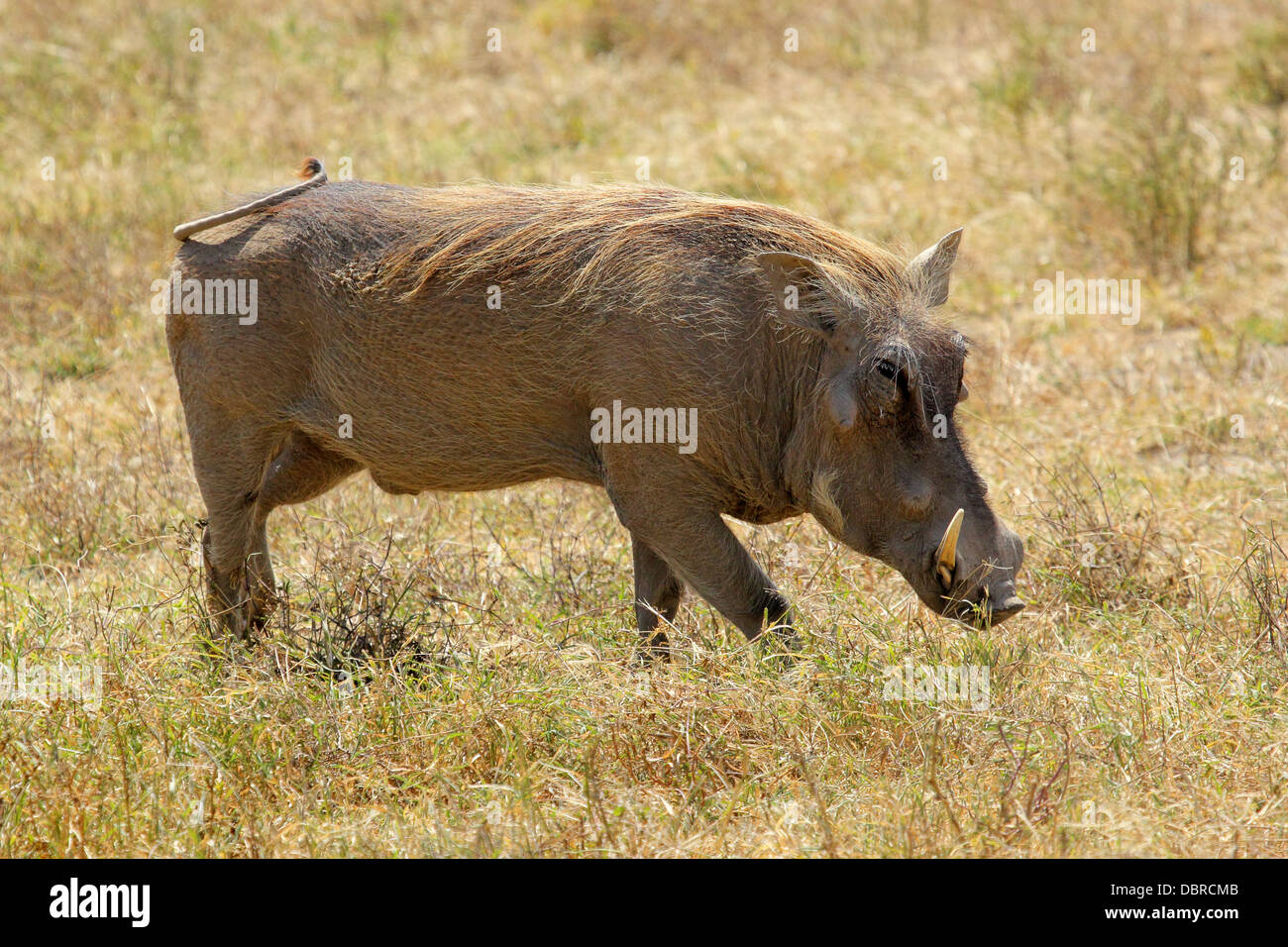 Warthog in serengeti tanzania hi-res stock photography and images - Alamy