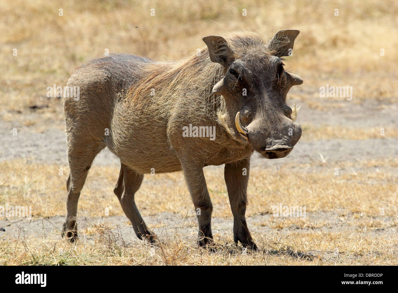 A warthog (Phacochoerus africanus) standing, Ngorongoro Conservation Area, Tanzania Stock Photo