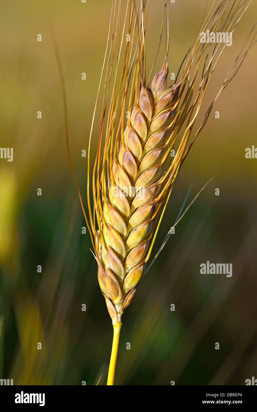 macro photo ripe wheat spike Stock Photo