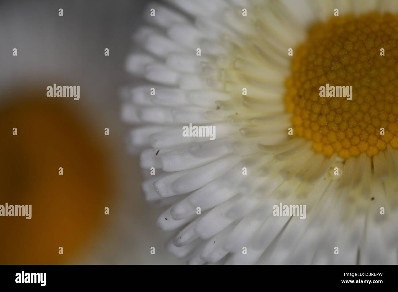 White English daisy - Bellis perennis - Rominette White - Asteracea Stock Photo