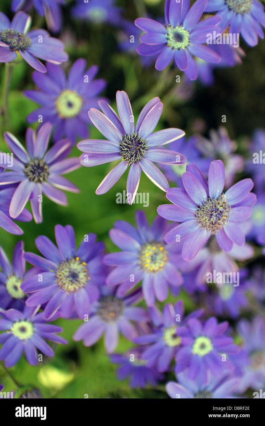 Blue daisy - Olearia Stock Photo