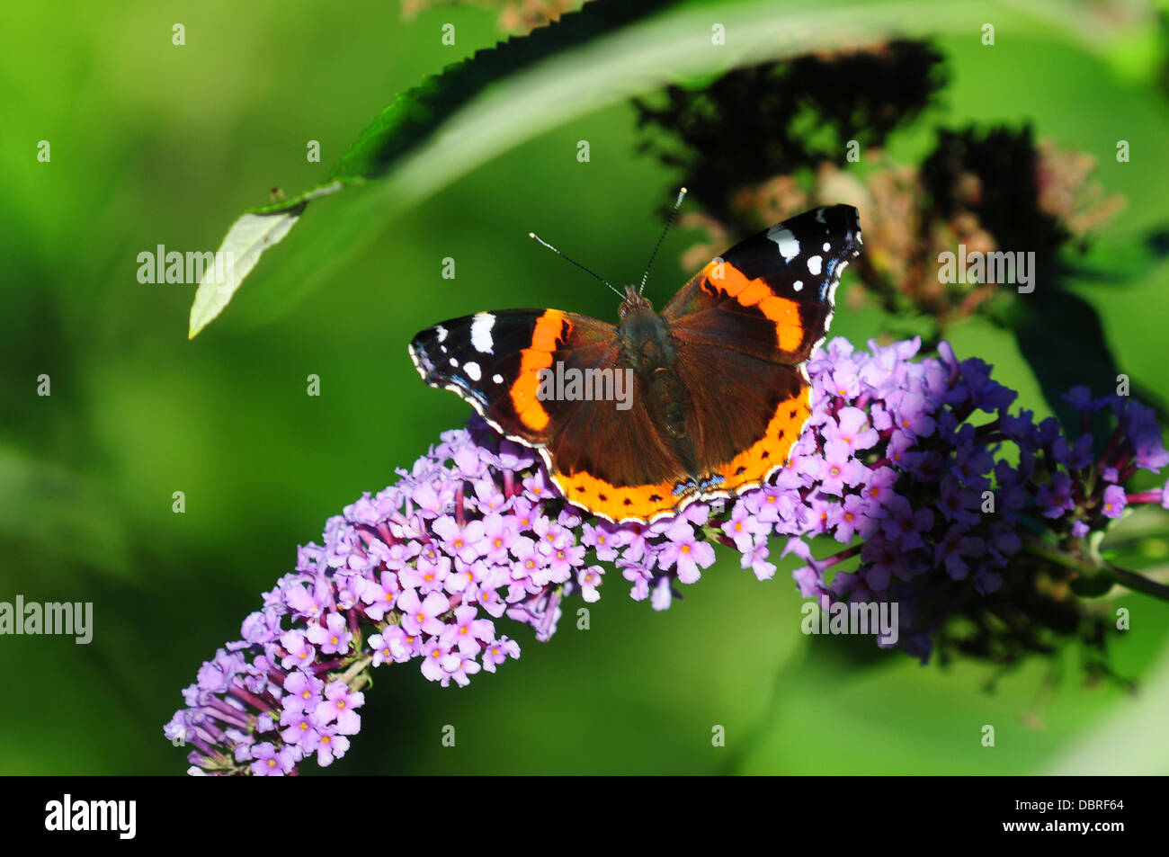 A Red Admiral Butterfly At Rest On A Buddleia Flower Uk Stock