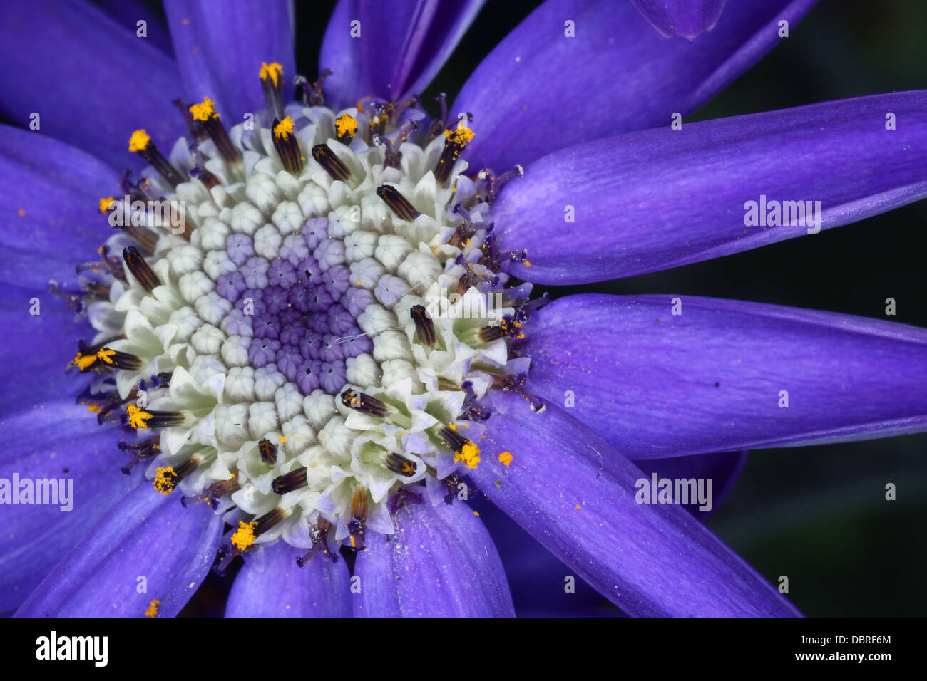 Cineraria flower - Senecio cruentus - Blue inflorescence Stock Photo