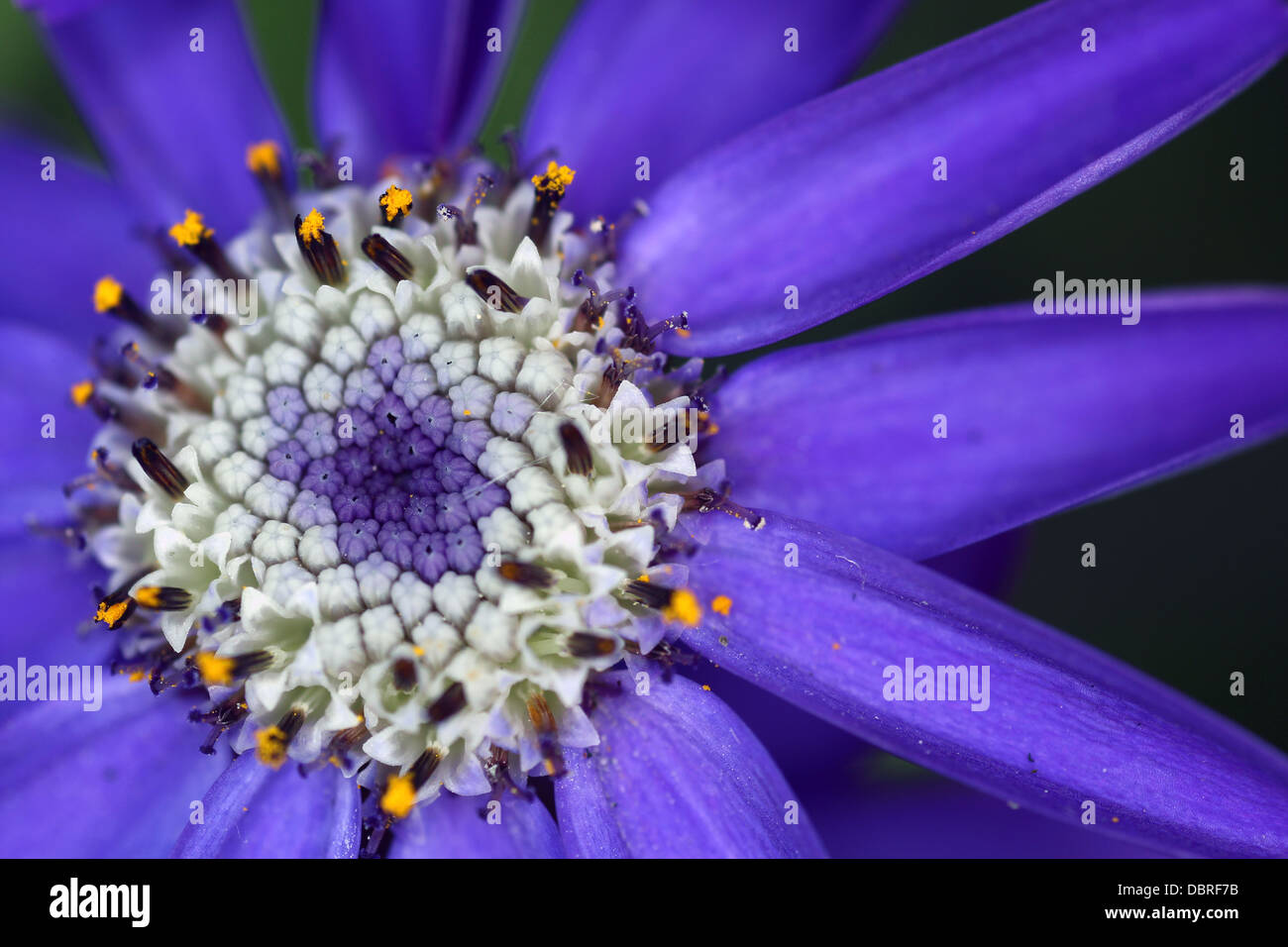 Cineraria flower - Senecio cruentus - Blue inflorescence Stock Photo