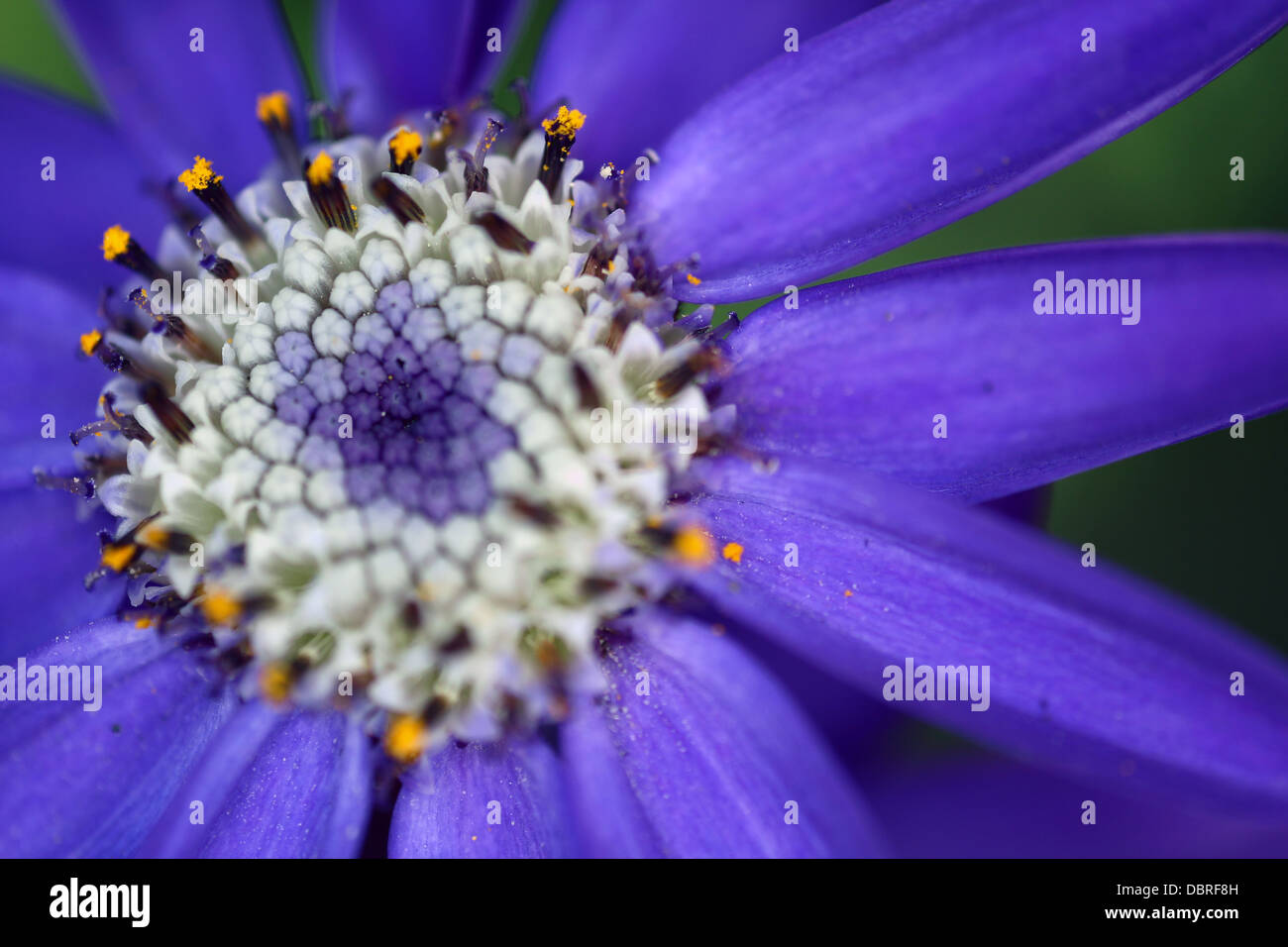Cineraria flower - Senecio cruentus - Blue inflorescence Stock Photo
