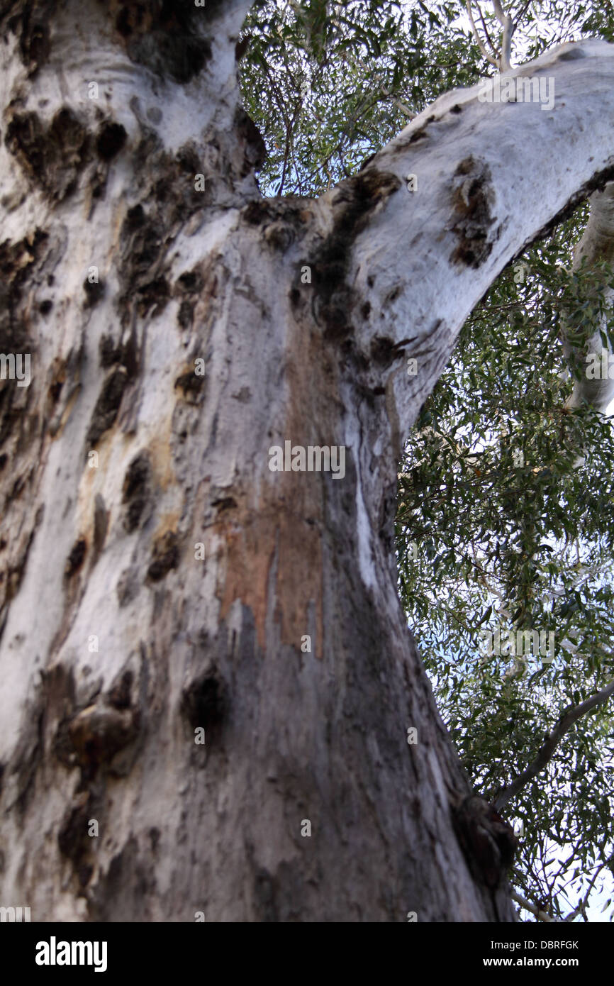 Sydney Blue Gum (Eucalyptus Saligna) Stock Photo