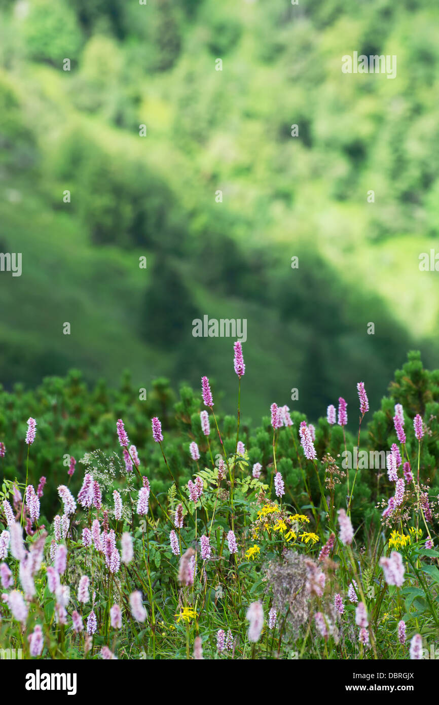 Common bistort (Persicaria bistorta) flowering in a mountains. Stock Photo