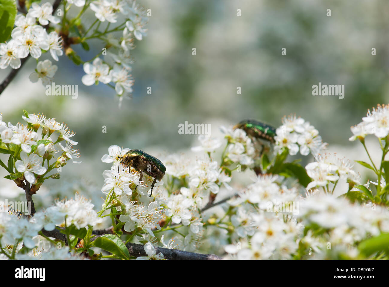 Close up of spring wild cherry blossoms with beetles. Stock Photo