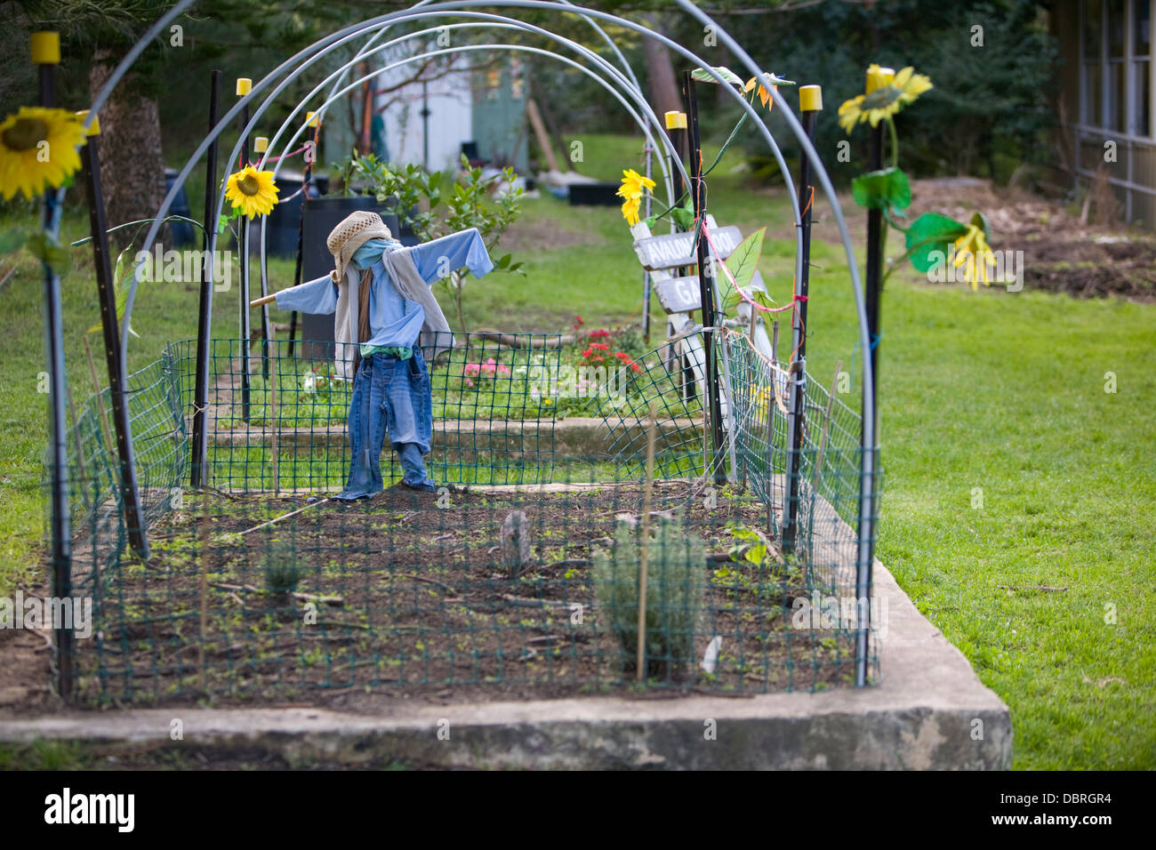 australian public primary school vegetable garden, sydney,australia Stock Photo