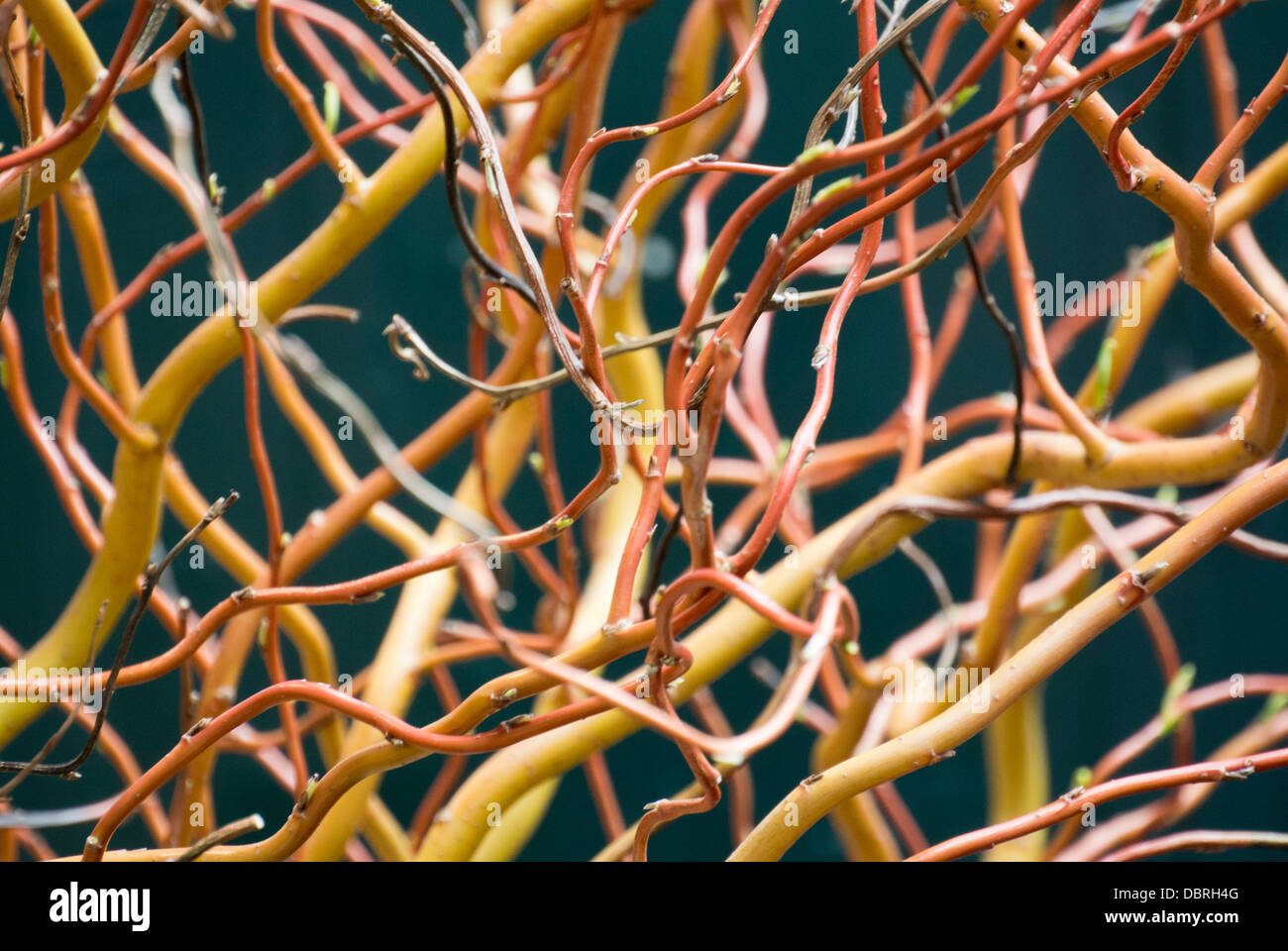 roots plant decoration Stock Photo