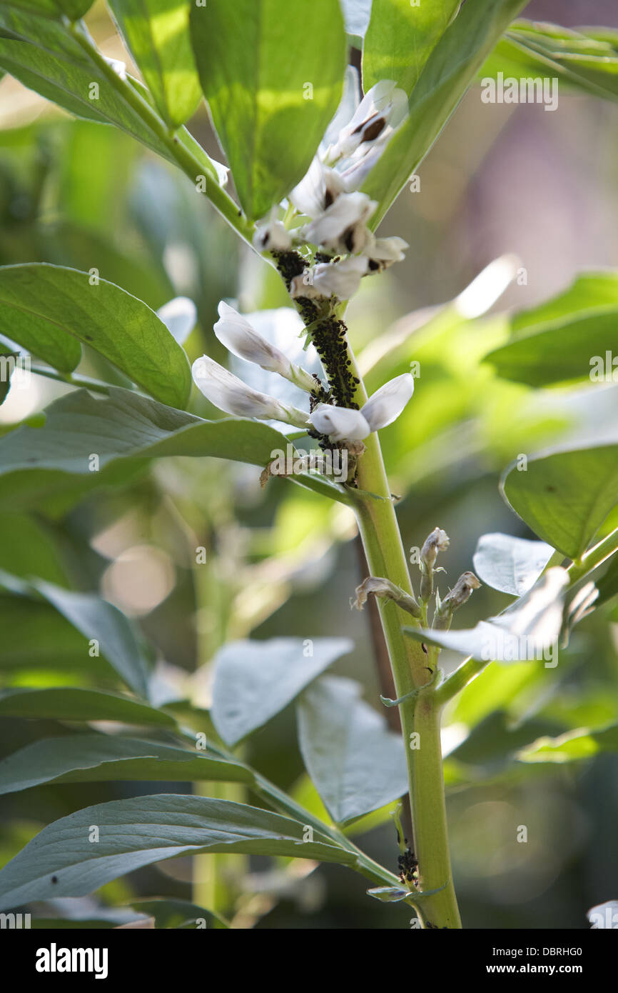 Black fly seem to plague broad bean flowers but apparently do little