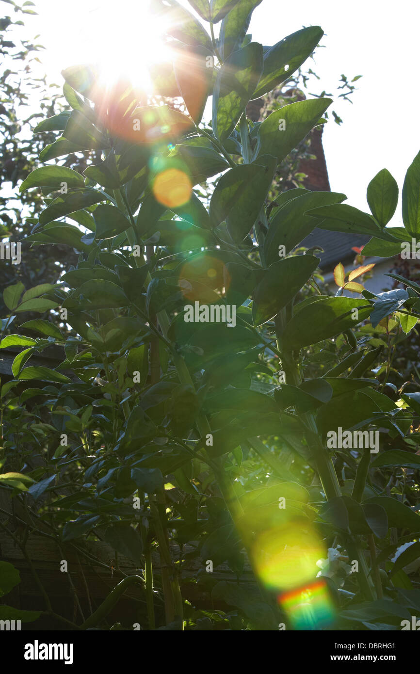 Sun shining through the leaves of broad bean plants on my vegetable patch. Stock Photo