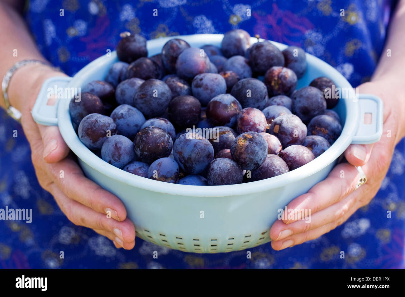 Prunus domestica. Collecting quetsche plums from the orchard in a blue colander. Stock Photo