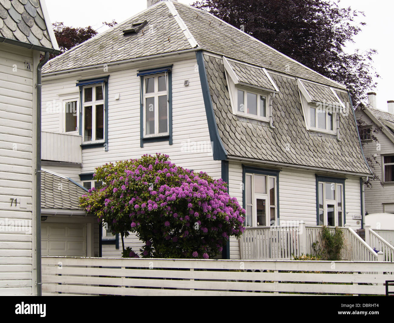 Residential area in Stavanger Norway, white wood paneled houses with gardens, large purple Rhododendron colouring the scene Stock Photo