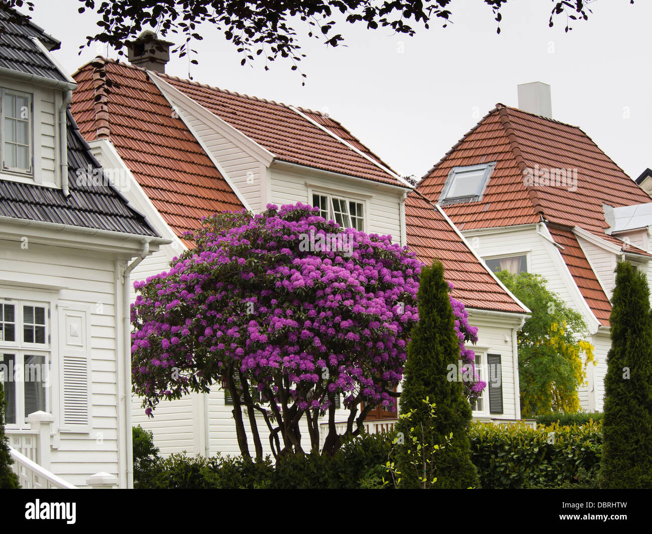 Residential area in Stavanger Norway, white wood paneled houses with gardens, large purple Rhododendron colouring the scene Stock Photo