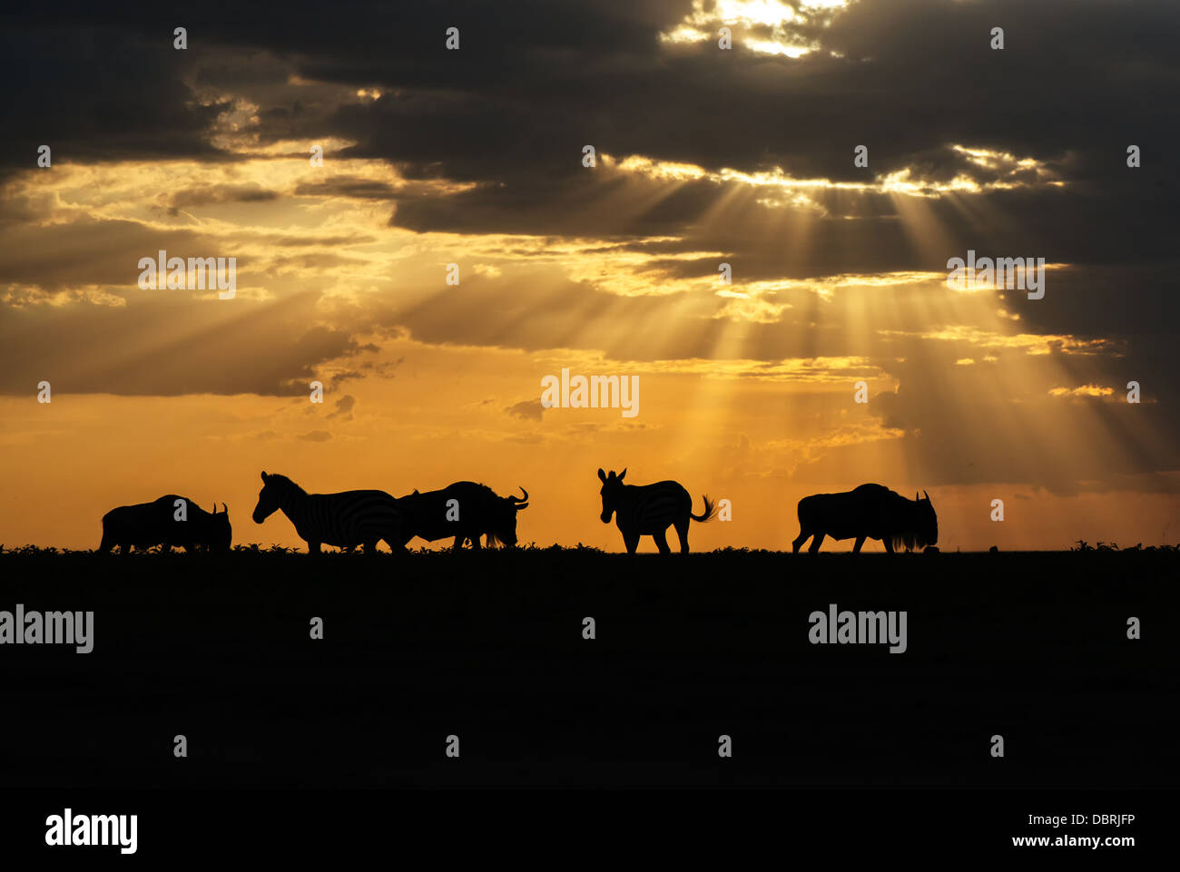 Africa safari animals sunset hi-res stock photography and images - Alamy