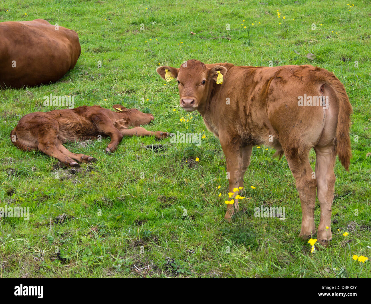 Two medium brown calves on a field outside Stavanger Norway, one resting and one standing earmarkings clearly seen Stock Photo