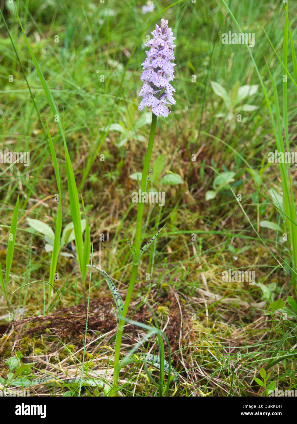 Dactylorhiza maculata  Heath Spotted Orchid or Moorland Spotted Orchid Stock Photo