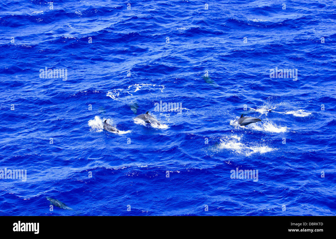 Dolphins near Ascension Island Stock Photo