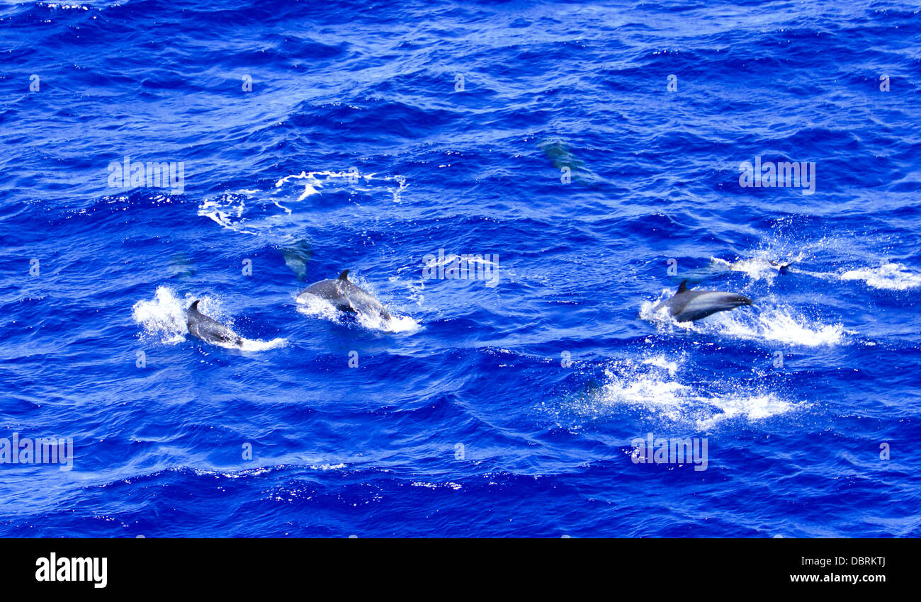 Dolphins near Ascension Island. South Atlantic Ocean Stock Photo