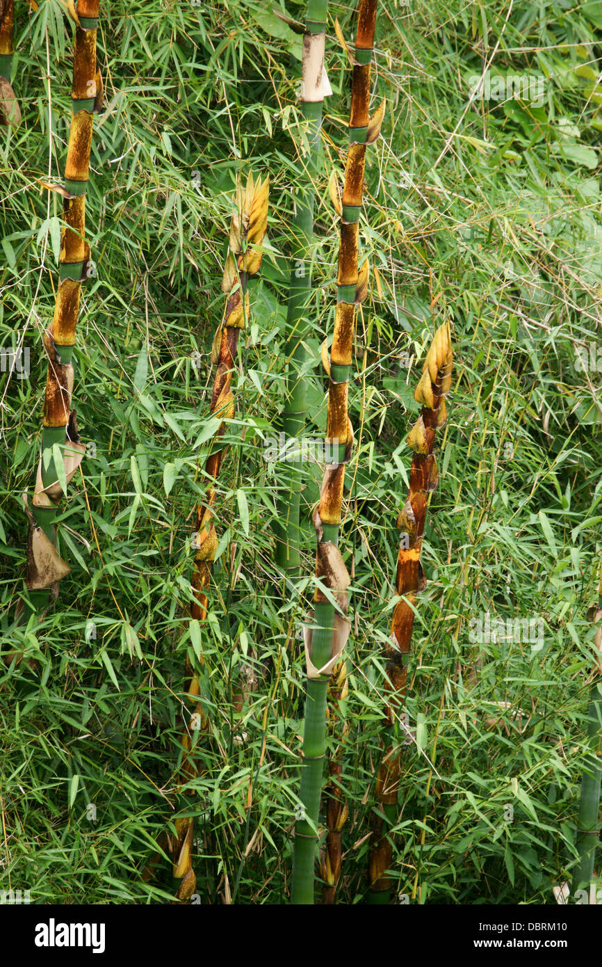 Bamboo; largest members of the grass family Poaceae. Bali, Indonesia, Southeast Asia Stock Photo