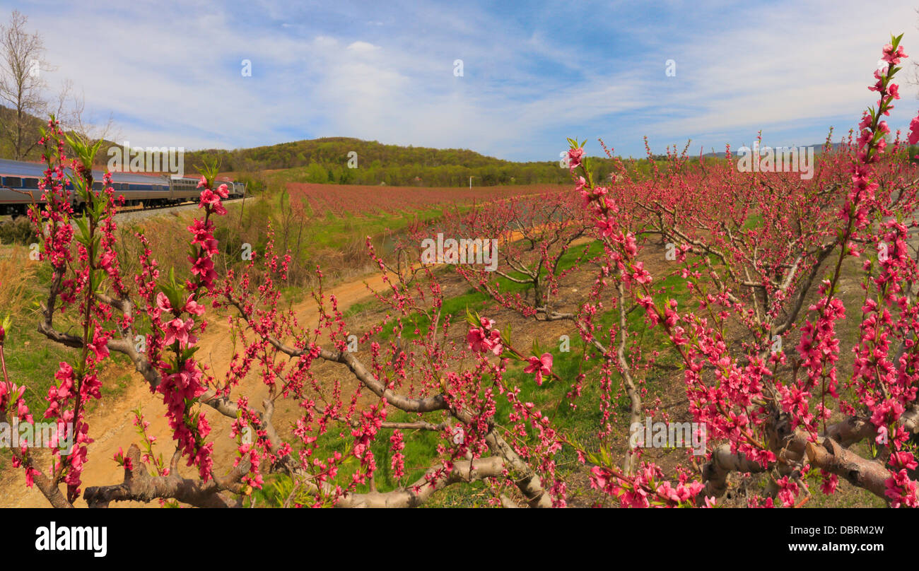 Peach orchard hires stock photography and images Alamy