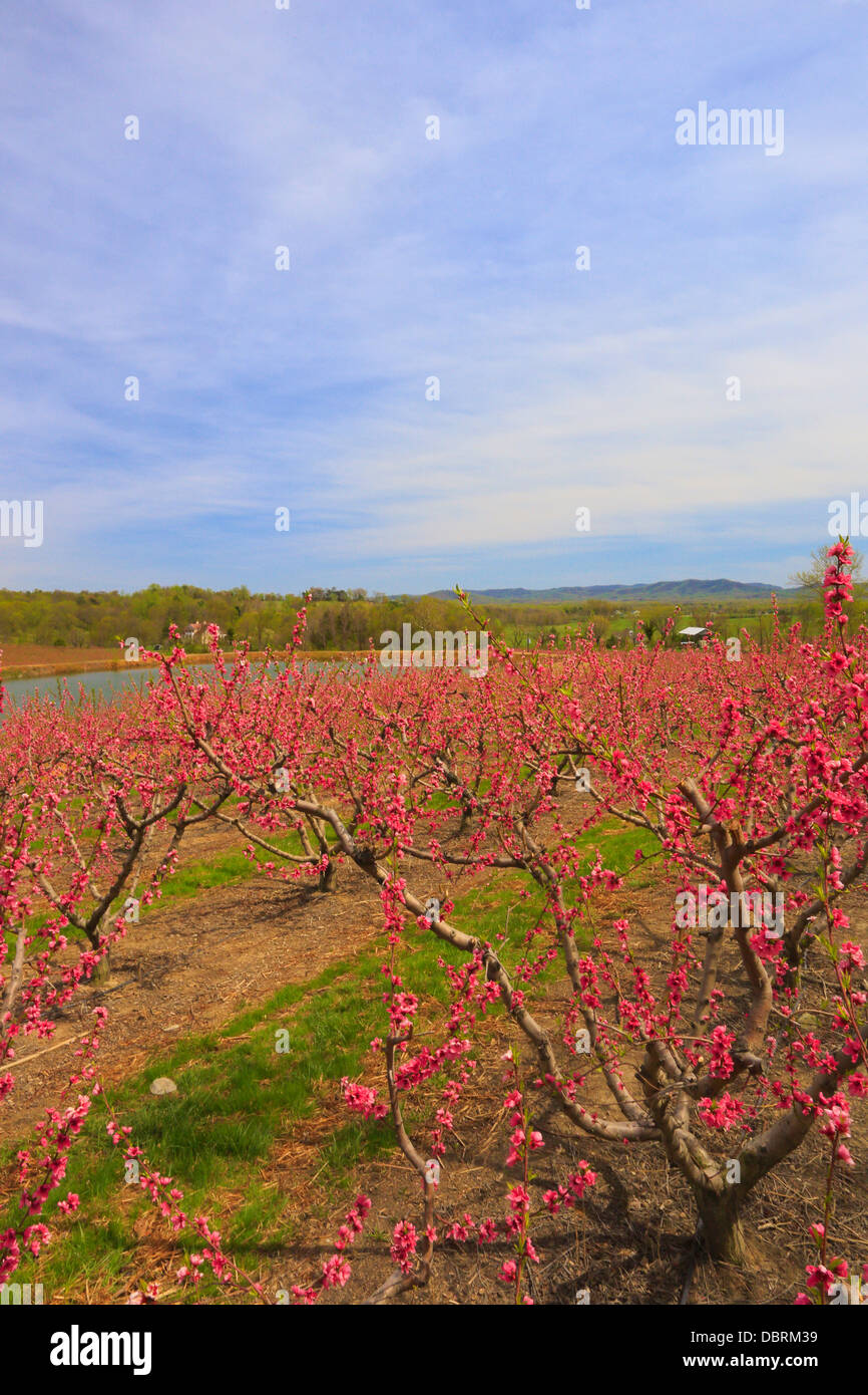 Peach fruit orchard hires stock photography and images Alamy