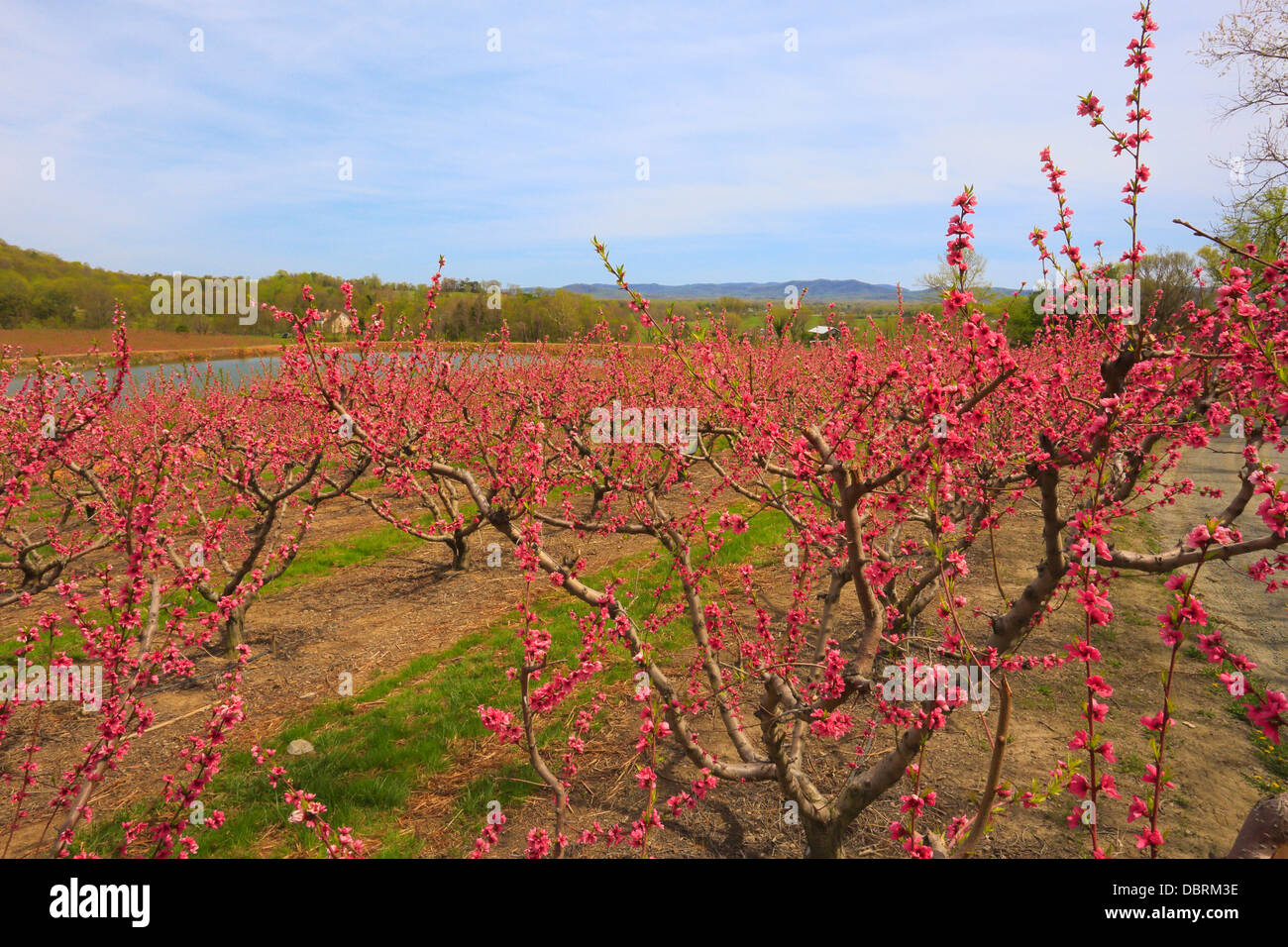 Peach orchard hires stock photography and images Alamy