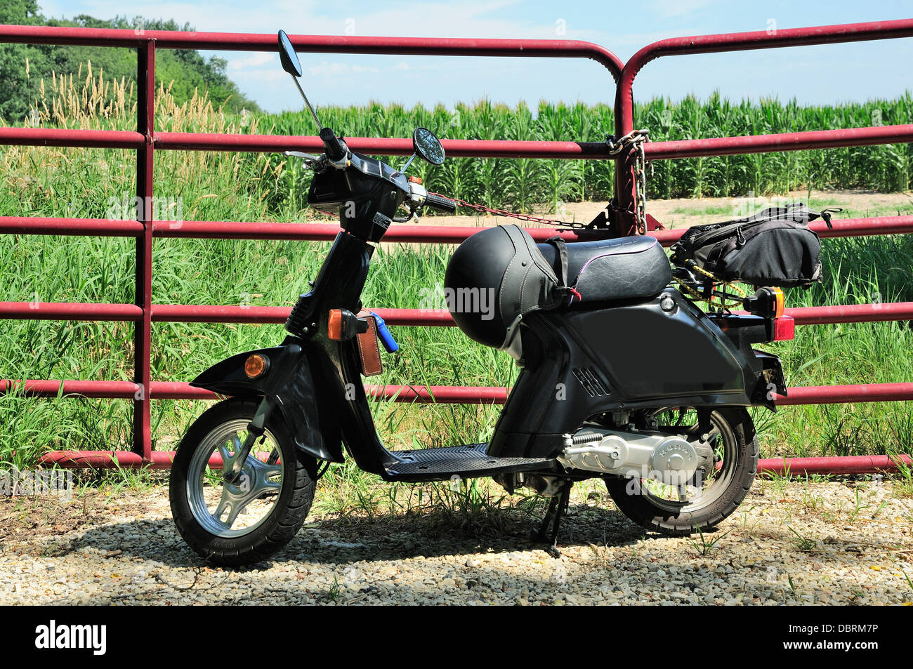 Restored Honda Spree scooter parked by fence near cornfield. Stock Photo