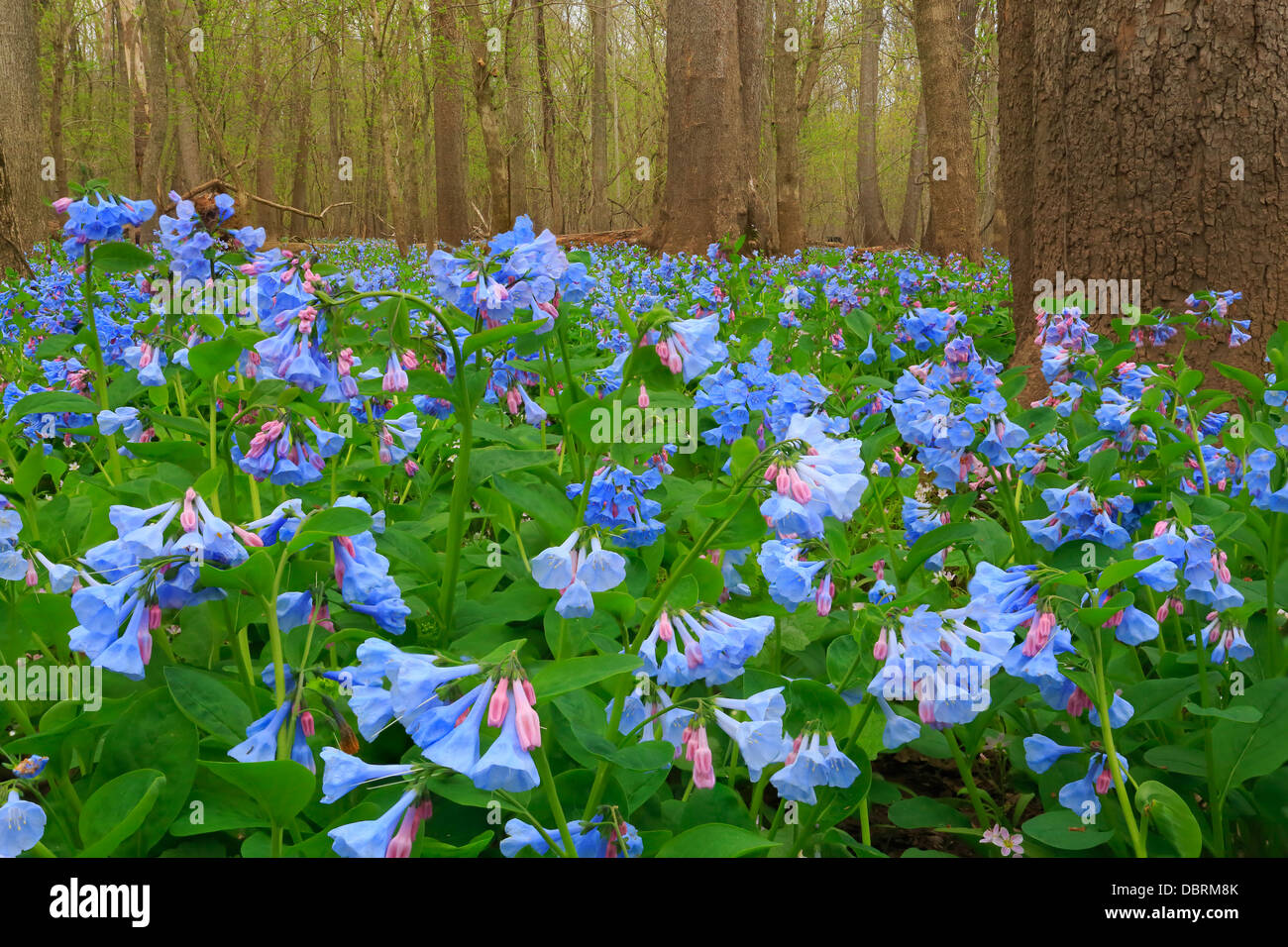 Blue Bells, Bull Run Regional Park, Centreville, Virginia, USA Stock Photo