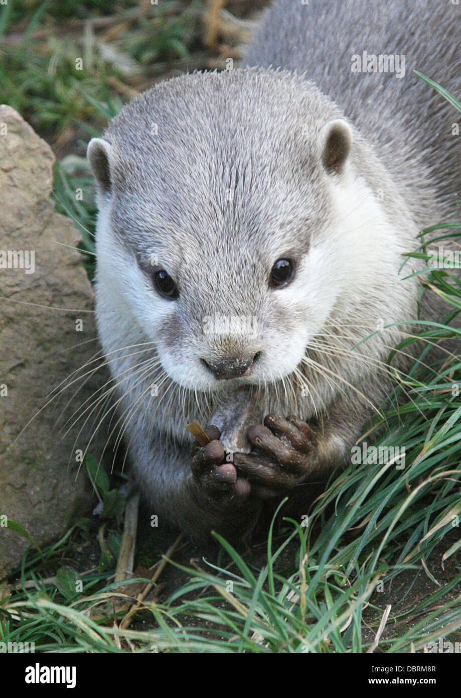 OTTER PLAYING WITH A PEBBLE Stock Photo - Alamy