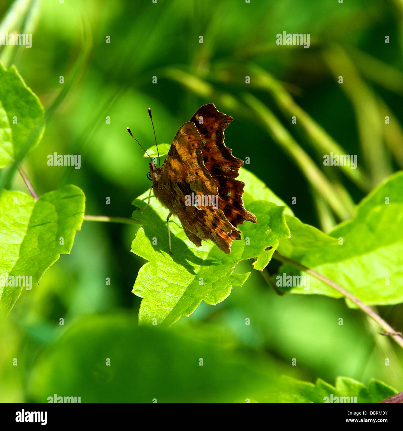 Comma Uk Insect Reigate, UK. 3rd August, 2013. A Comma Butterfly with its distinctive ...