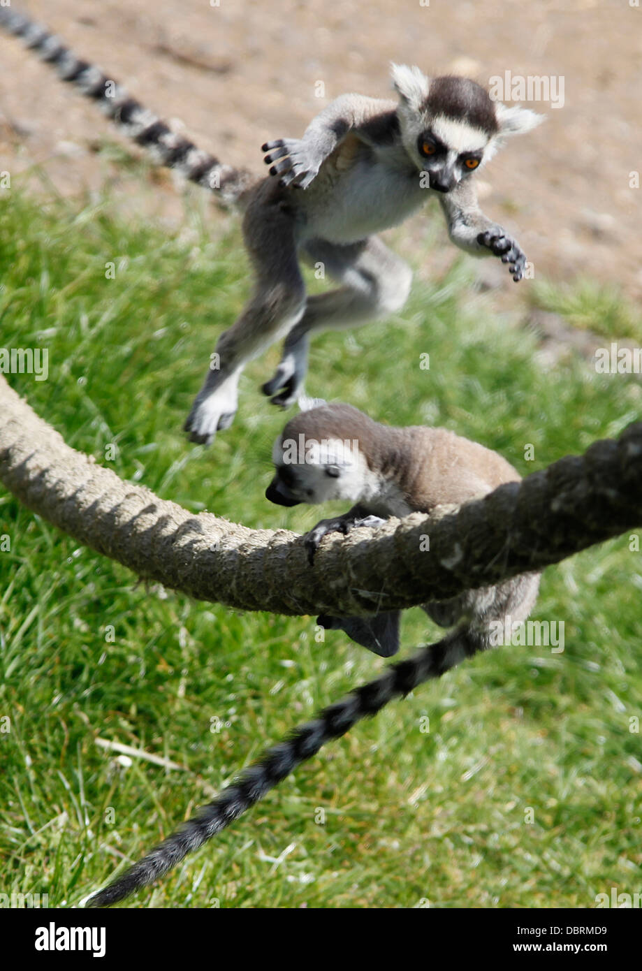 BABY RING TAILED LEMURS PLAYING ON A ROPE JUMPING ON EACH OTHER Stock Photo