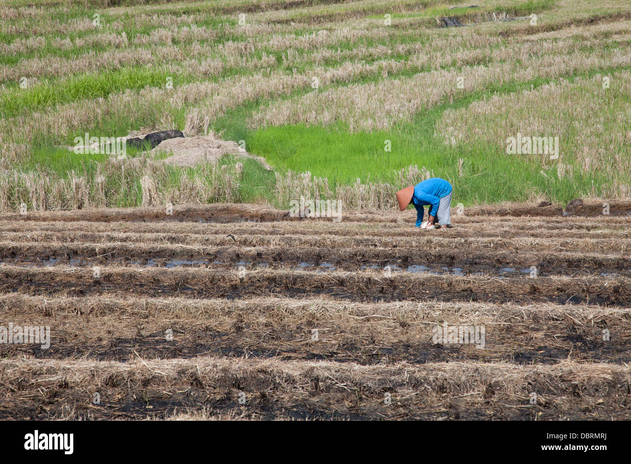 Rice planting bali indonesia hi-res stock photography and images - Alamy