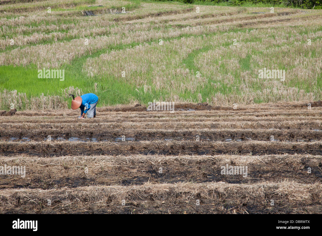 Rice planting bali indonesia hi-res stock photography and images - Alamy